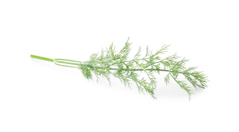 Photo of Sprig of fresh dill isolated on white