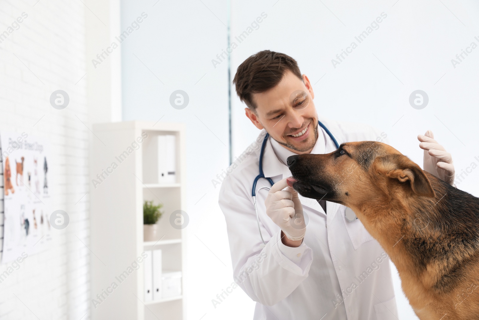 Photo of Professional veterinarian giving pill to dog in clinic. Space for text