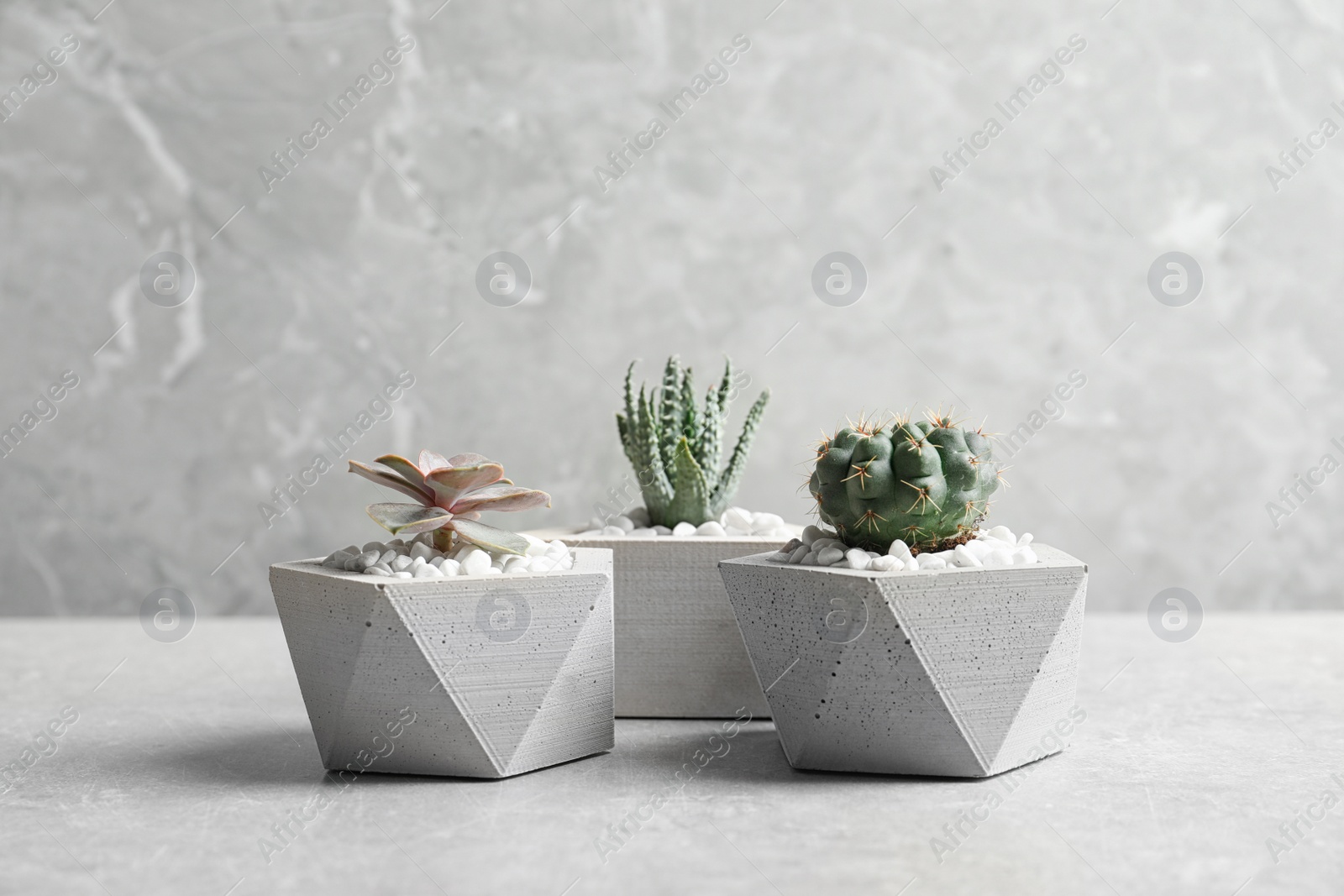 Photo of Beautiful succulent plants in stylish flowerpots on table against grey background, space for text. Home decor