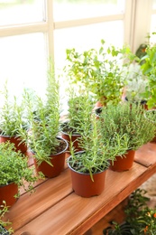 Fresh potted home plants on wooden sill at window