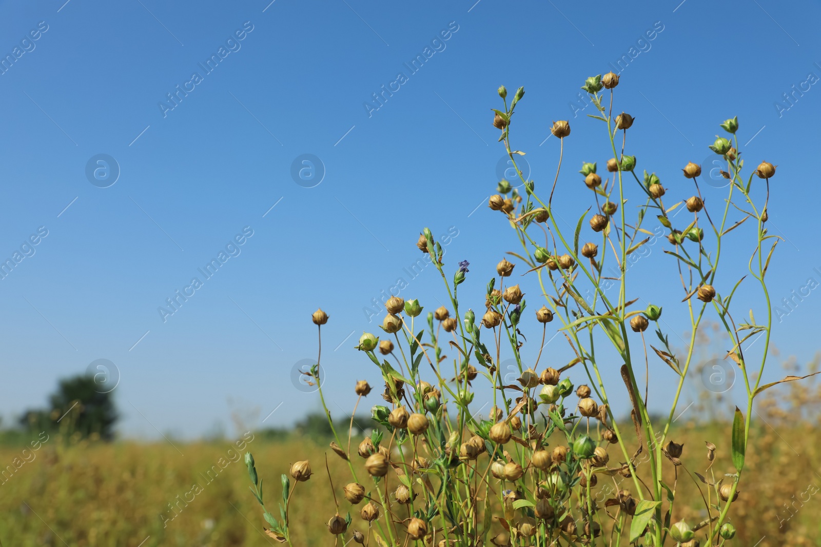 Photo of Beautiful flax plants with dry capsules in field on sunny day, space for text