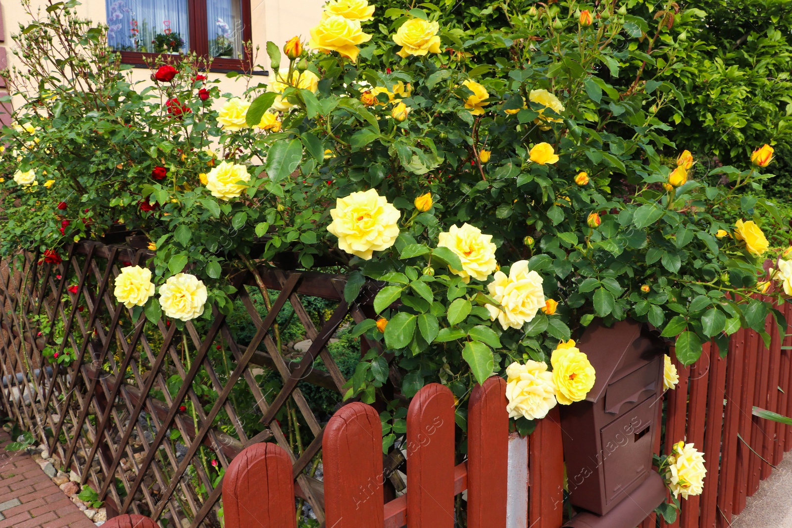 Photo of Beautiful garden with blooming rose bushes behind wooden fence