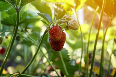 Beautiful strawberry plant with ripe fruits in garden on sunny day, closeup