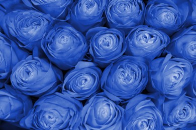 Beautiful fresh light blue roses as background, closeup. Floral decor