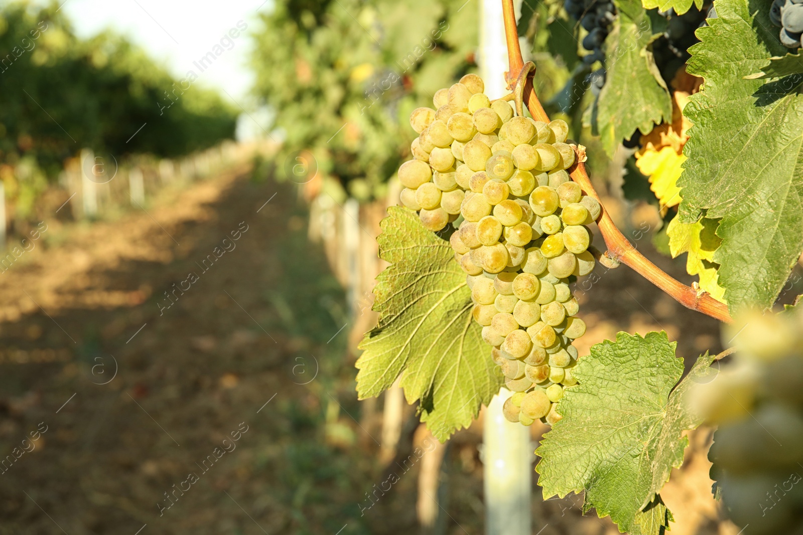 Photo of Bunches of grapes growing in vineyard on sunny day. Wine production