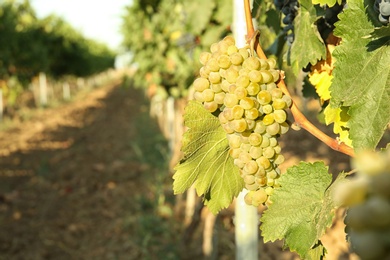 Bunches of grapes growing in vineyard on sunny day. Wine production