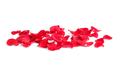 Photo of Fresh red rose petals on white background