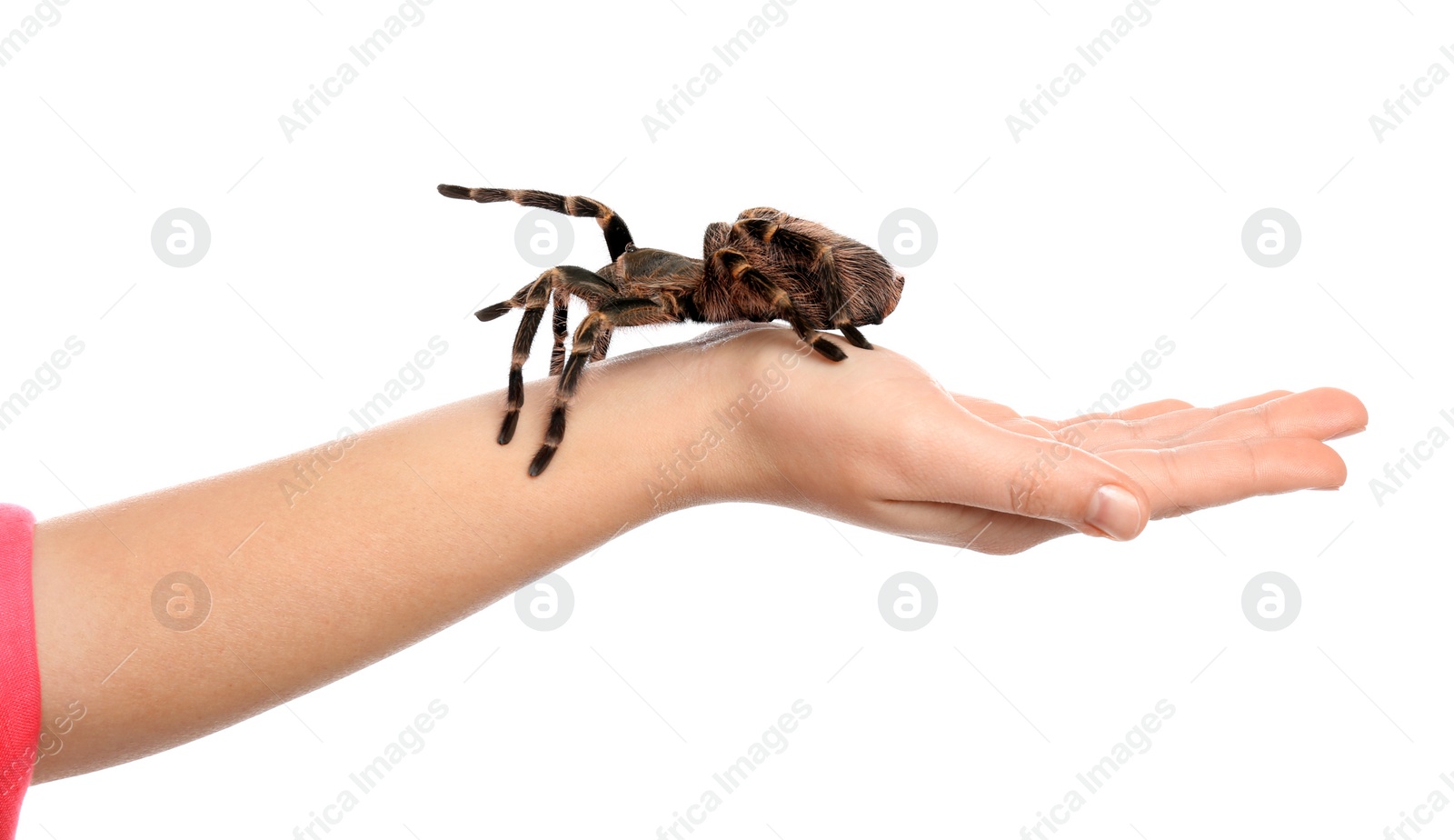 Photo of Woman holding striped knee tarantula on white background, closeup