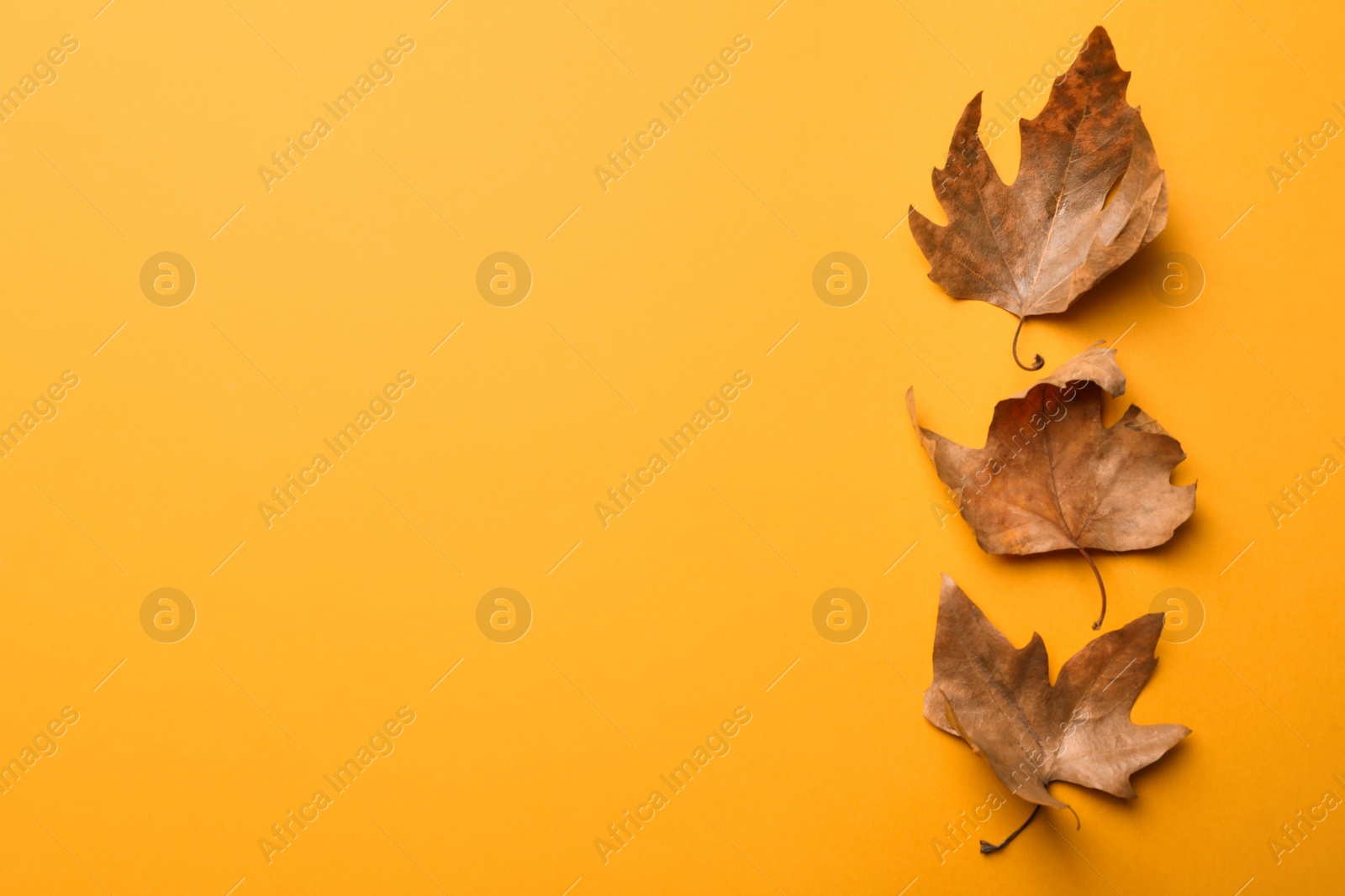 Photo of Dry autumn leaves on yellow background, flat lay. Space for text