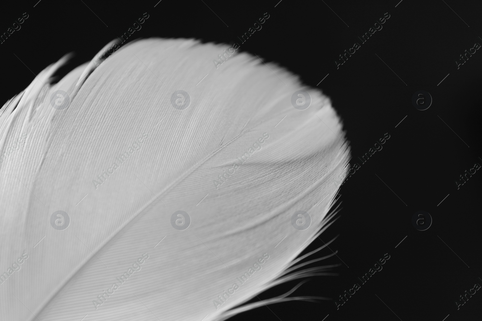 Photo of Fluffy white feather on black background, closeup. Space for text