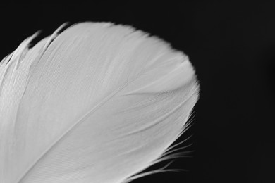 Fluffy white feather on black background, closeup. Space for text