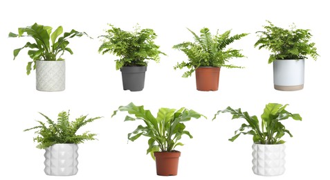 Image of Set with beautiful ferns in pots on white background. Banner design