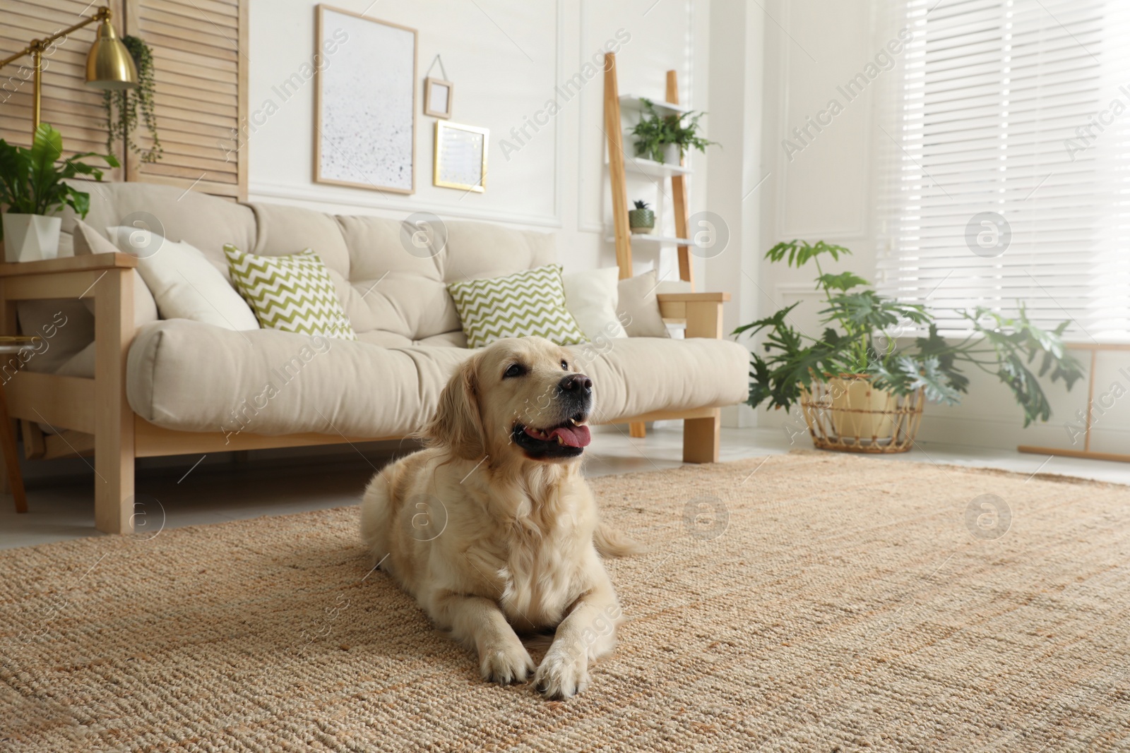 Photo of Adorable Golden Retriever dog in living room