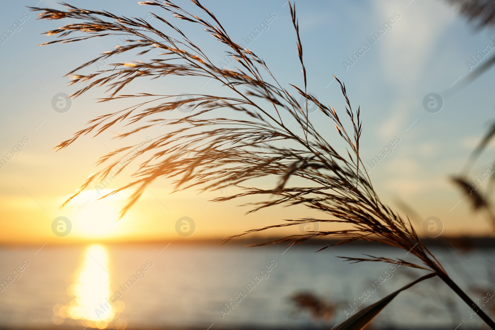 Photo of Beautiful reed plant near river at sunset, closeup