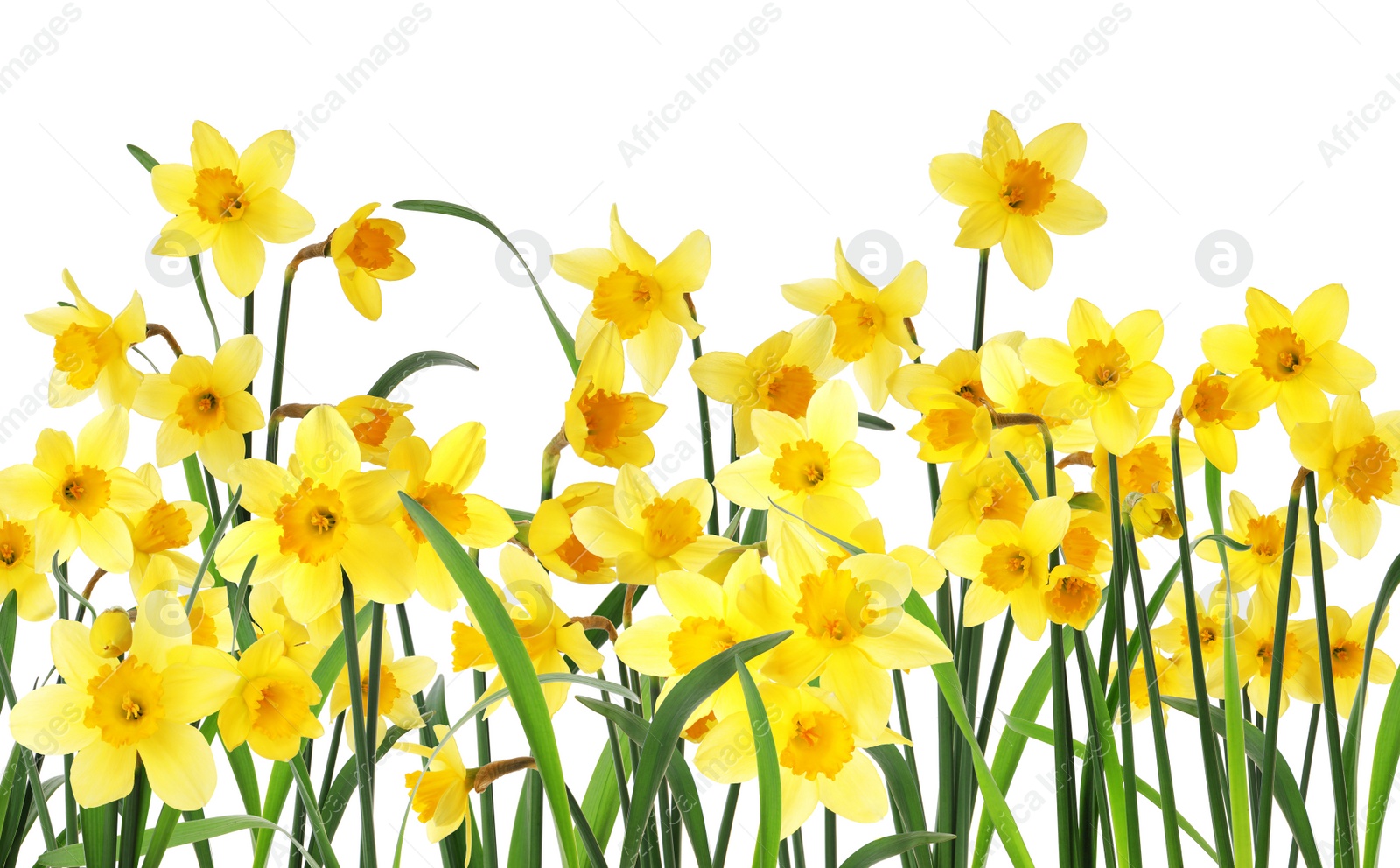 Image of Many beautiful yellow daffodils on white background