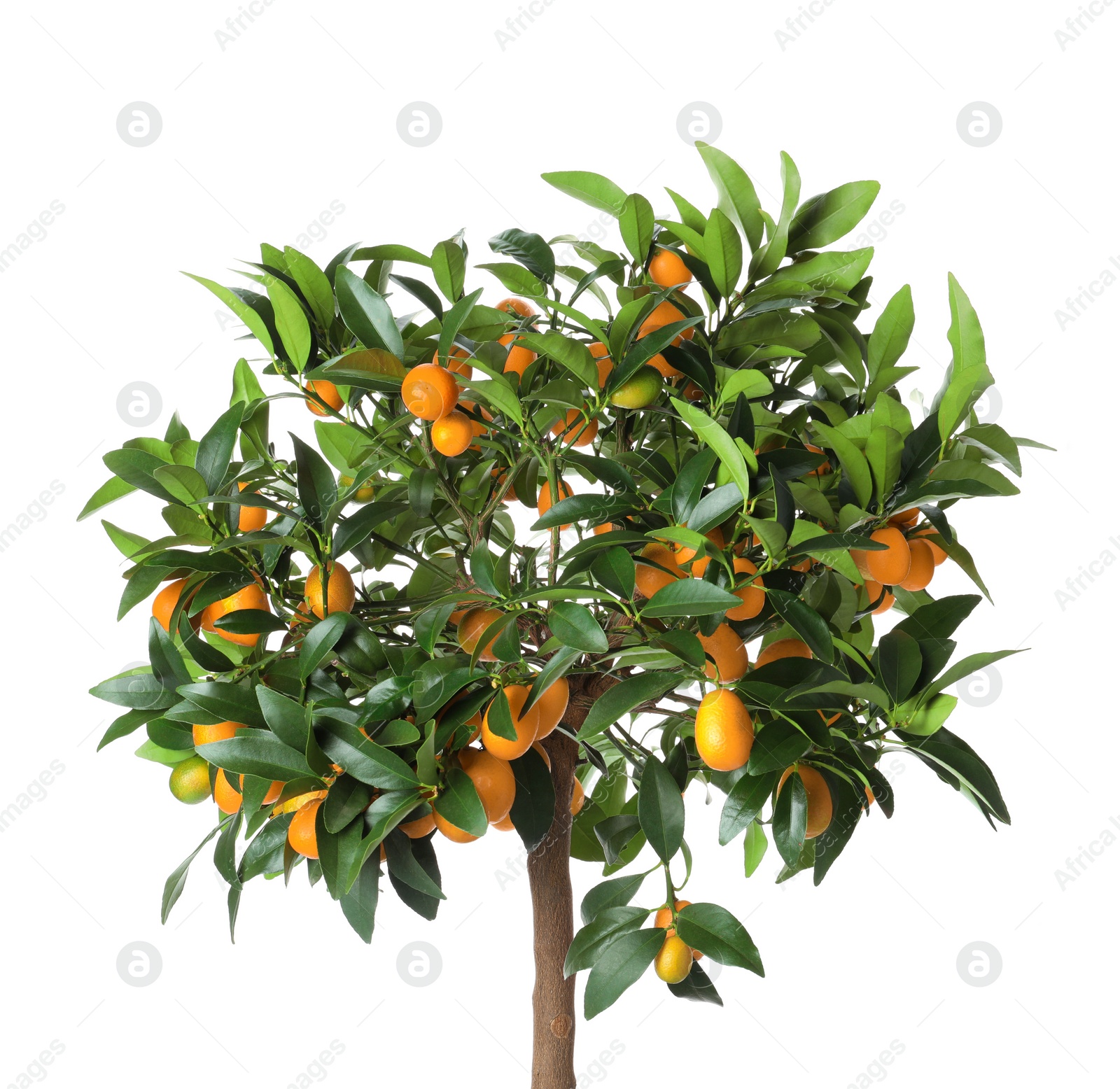 Photo of Kumquat tree with ripening fruits isolated on white