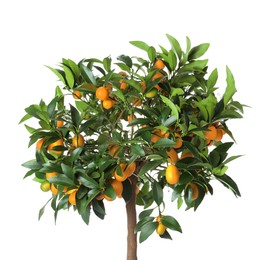 Kumquat tree with ripening fruits isolated on white