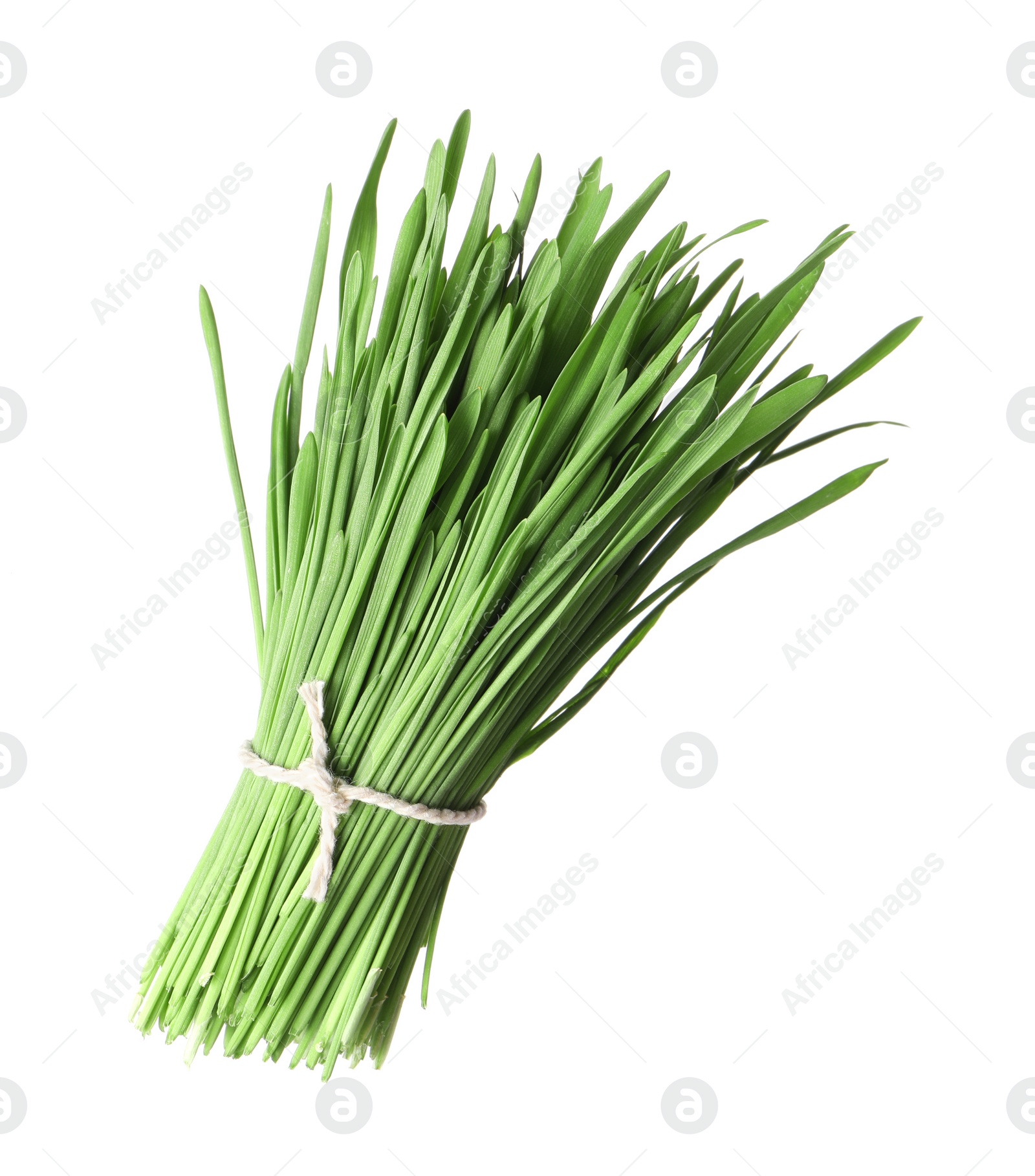 Photo of Bunch of fresh wheat grass sprouts isolated on white