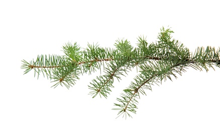 Christmas tree branch on white background