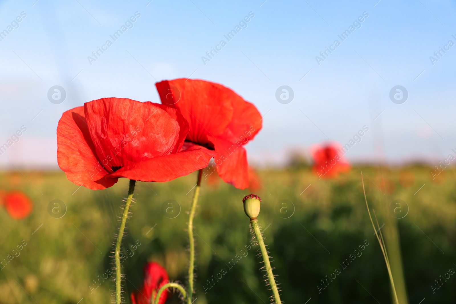 Photo of Beautiful blooming red poppy flowers in field on sunny day. Space for text