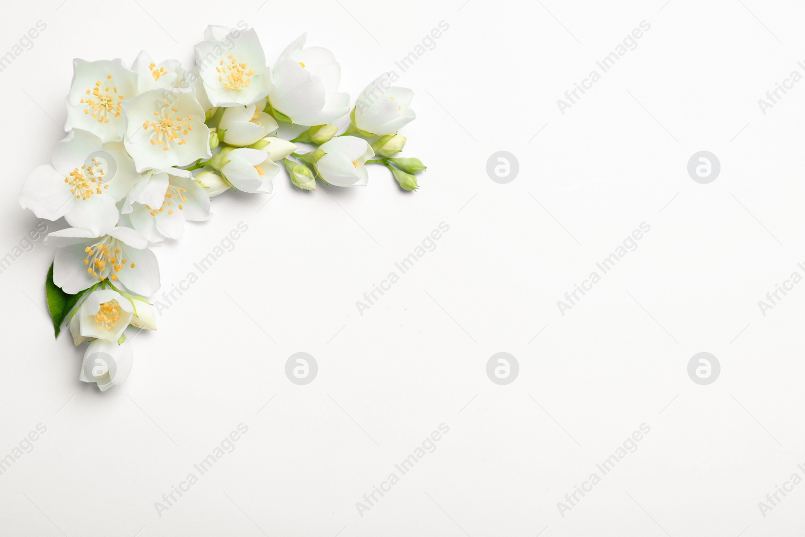 Photo of Beautiful jasmine flowers on white background, flat lay. Space for text