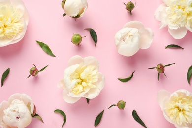 Fragrant peonies on color background, flat lay. Beautiful spring flowers