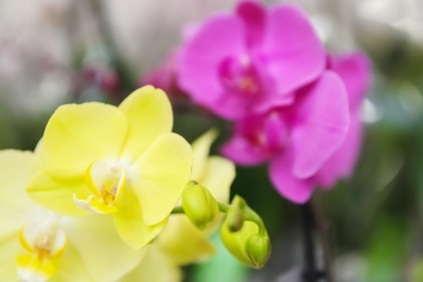 Beautiful blooming tropical orchid on blurred background, closeup