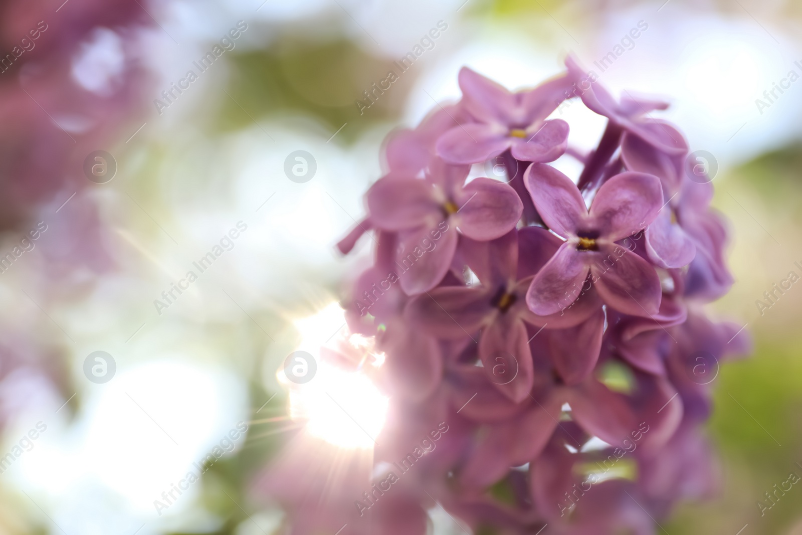 Photo of Closeup view of beautiful blossoming lilac shrub outdoors