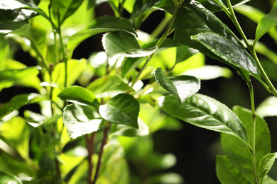 Photo of Closeup view of green tea plant against dark background