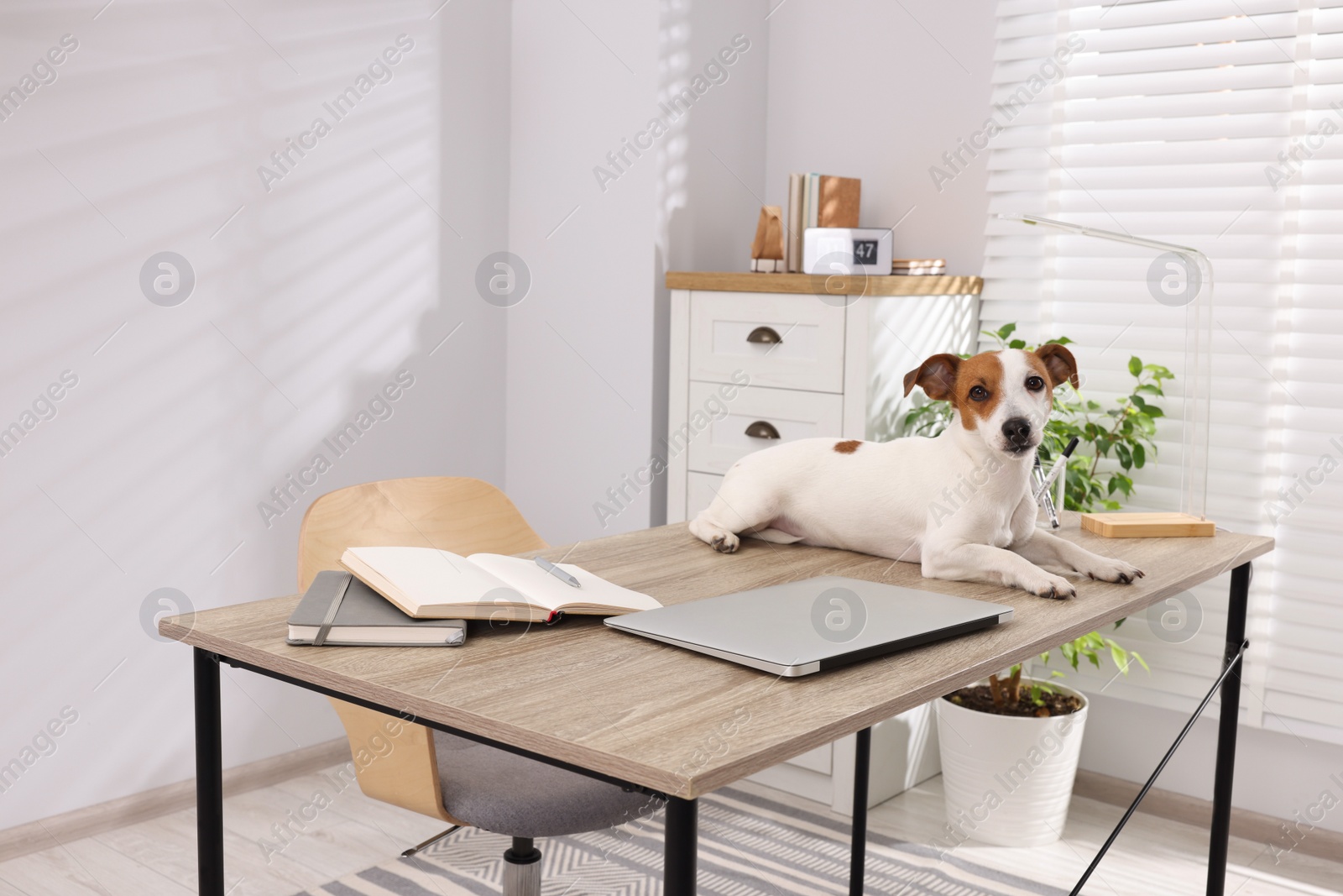 Photo of Cute Jack Russell Terrier dog on desk in home office