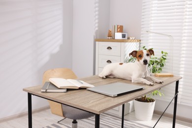 Photo of Cute Jack Russell Terrier dog on desk in home office