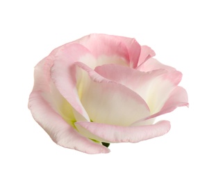 Beautiful fresh Eustoma flower on white background