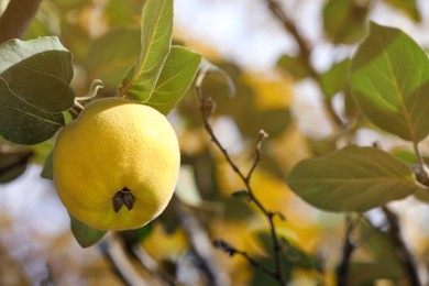 Photo of Closeup view of quince tree with ripening fruit outdoors