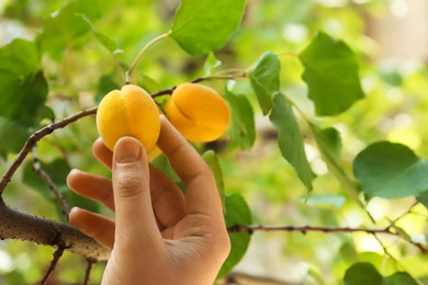 Photo of Woman picking ripe apricot from tree outdoors, closeup