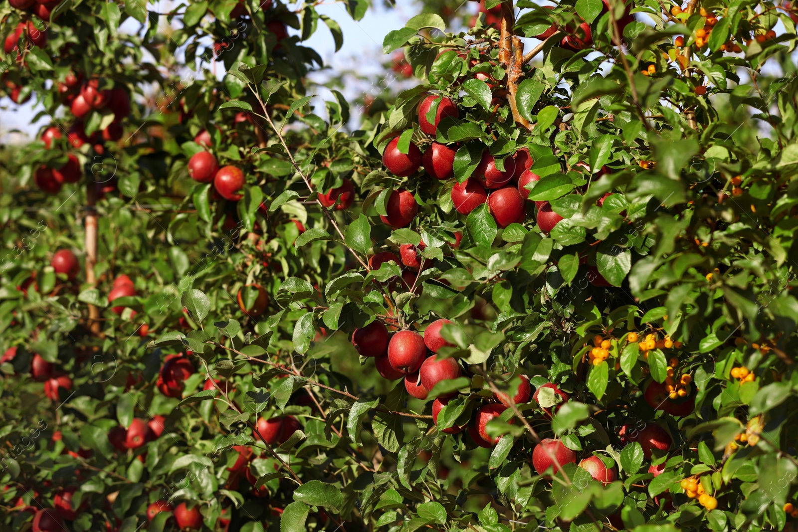 Photo of Tree branches with ripe apples outdoors on sunny day