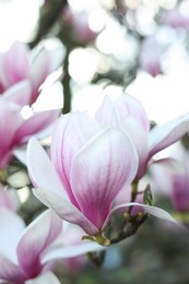 Photo of Magnolia tree with beautiful flower outdoors, closeup. Awesome spring blossoms