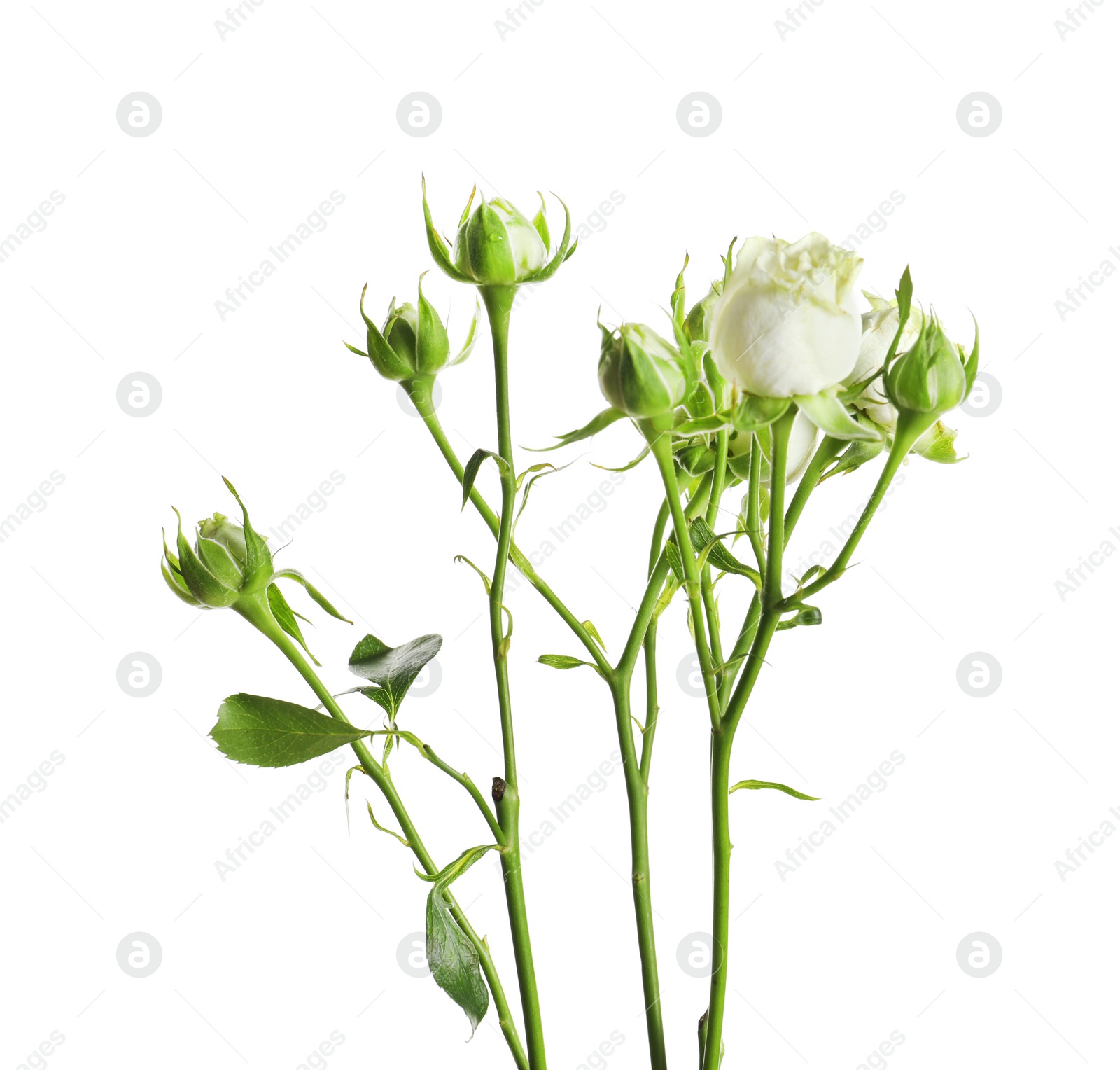 Photo of Branch with beautiful rose buds on white background