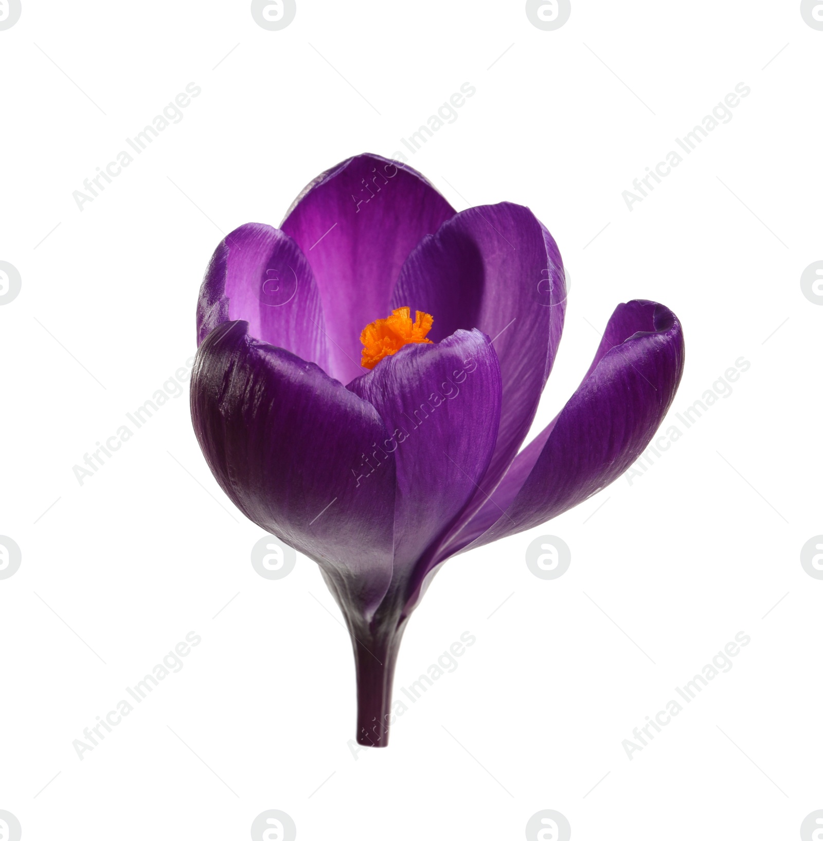 Photo of Beautiful spring crocus flower isolated on white