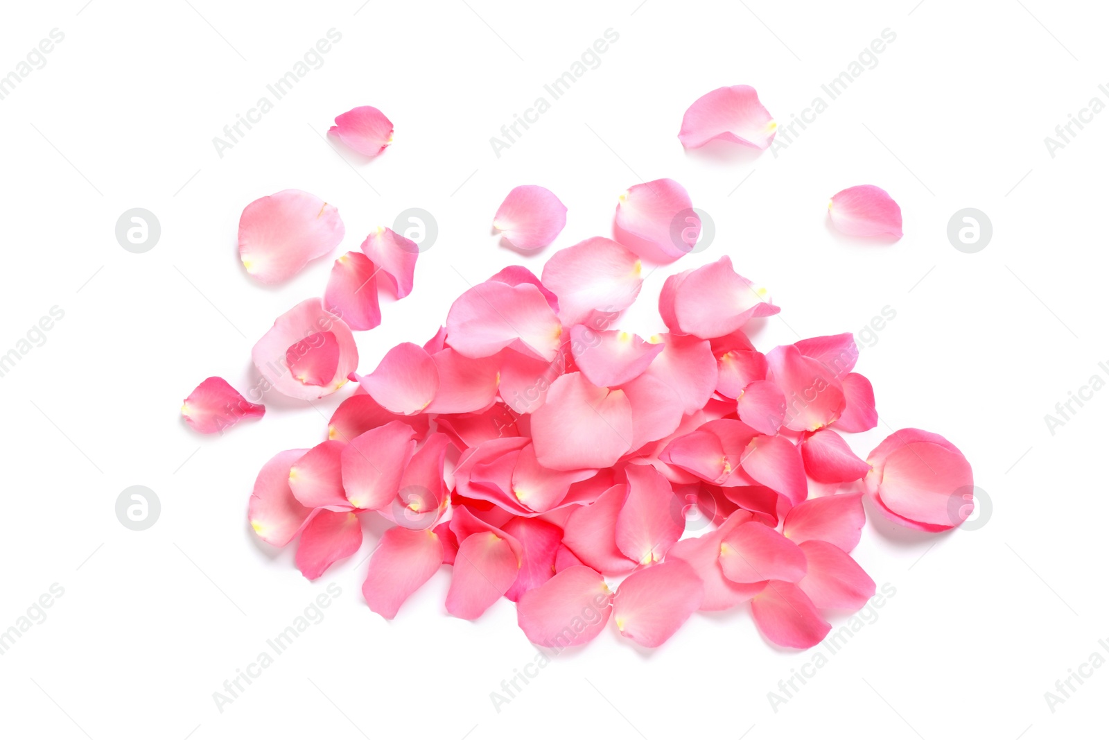 Photo of Pile of fresh pink rose petals on white background, top view