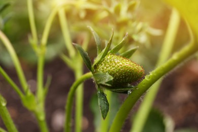 Photo of Beautiful strawberry plant with unripe fruit and water drops, closeup