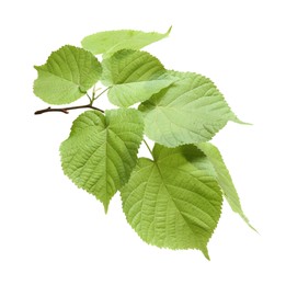 Photo of Branch of linden tree with young fresh green leaves isolated on white. Spring season