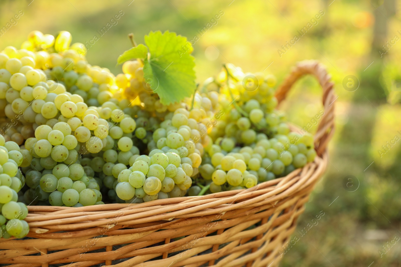 Photo of Wicker basket with fresh ripe grapes in vineyard on sunny day, closeup