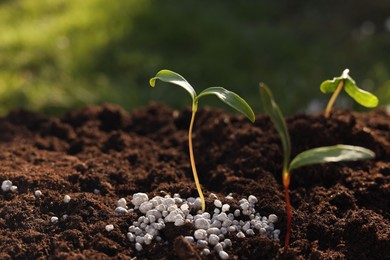 Photo of Young sprouts growing in soil with granulated fertilizer outdoors, closeup