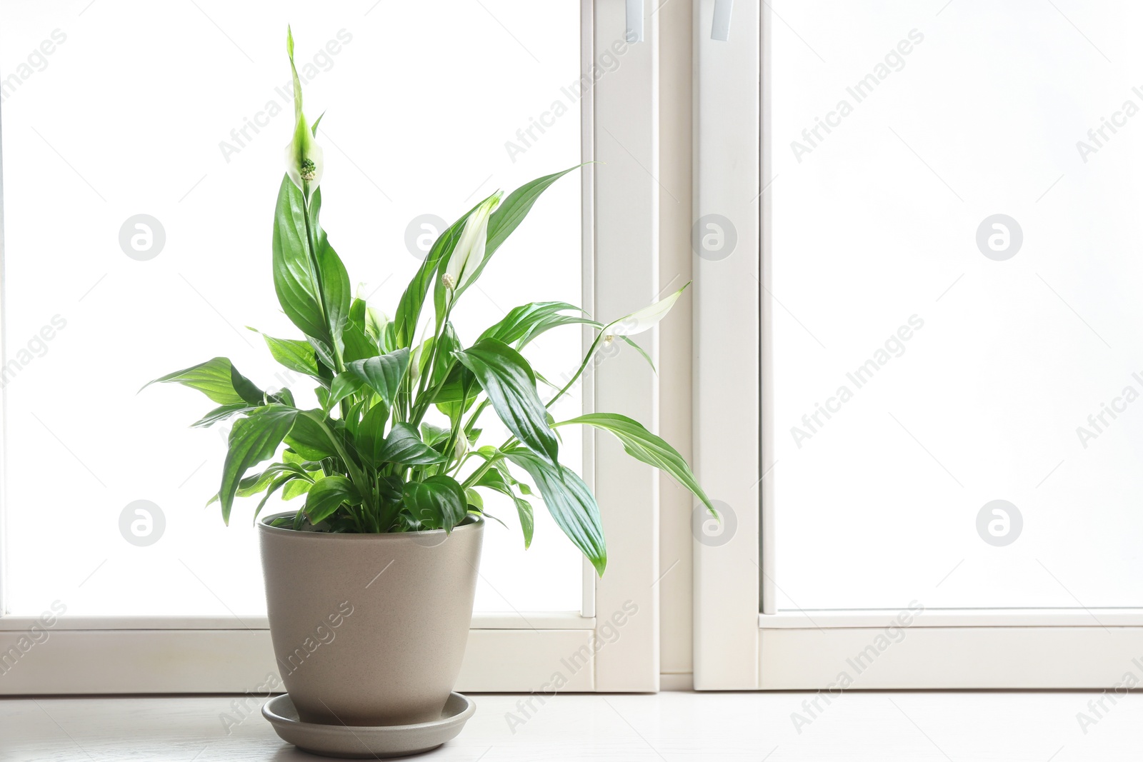 Photo of Pot with peace lily on windowsill, space for text. House plant