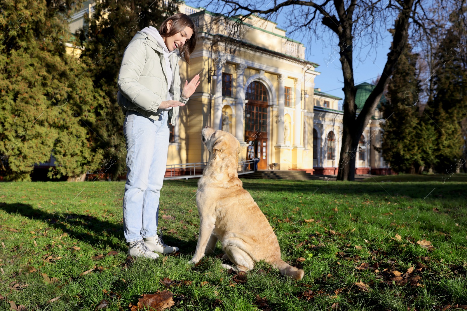 Photo of Beautiful young woman training cute Labrador Retriever on green grass outdoors