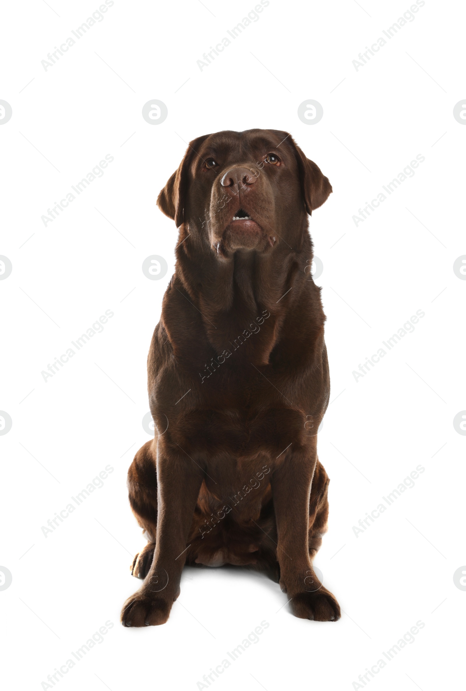 Photo of Chocolate labrador retriever sitting on white background