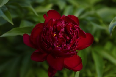 Beautiful blooming burgundy peony on bush outdoors, closeup