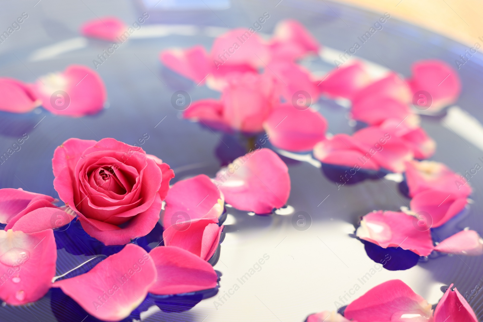 Photo of Pink rose and petals in water, closeup