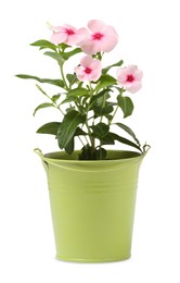 Catharanthus roseus in green flower pot isolated on white