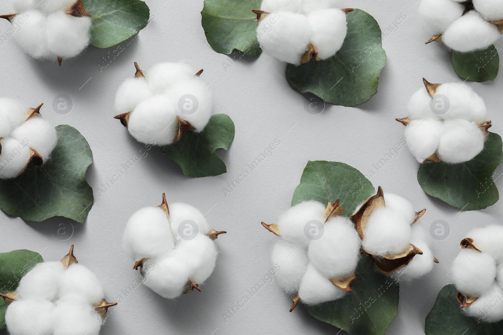 Photo of Cotton flowers and eucalyptus leaves on light grey background, flat lay. Space for text
